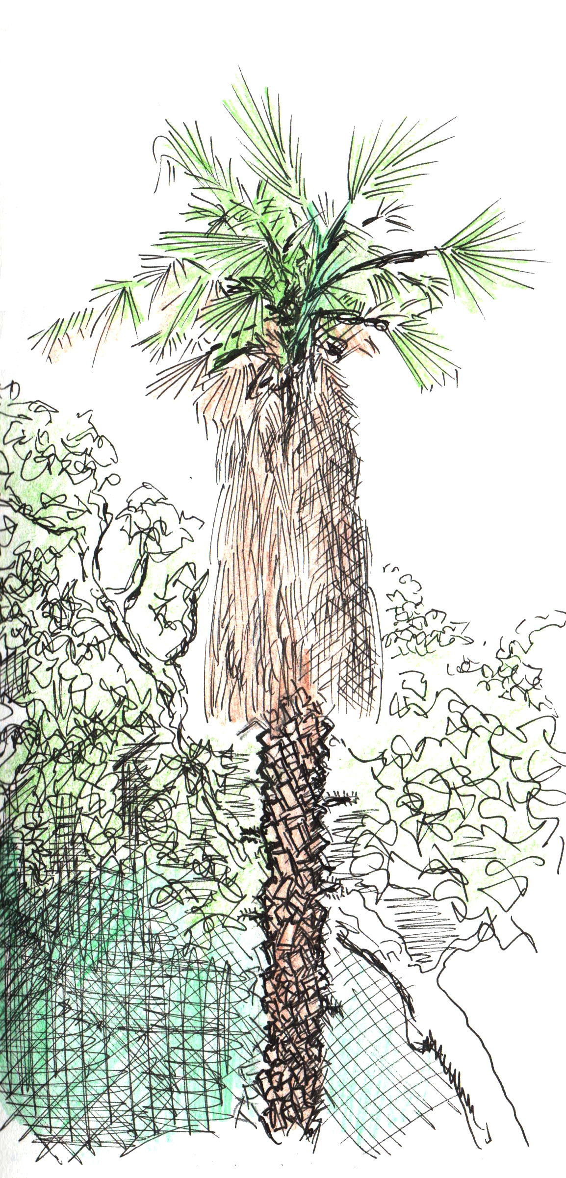 Palmier d'Argeles de Marc